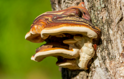 Lacksporling wächst aus einem Baum heraus.